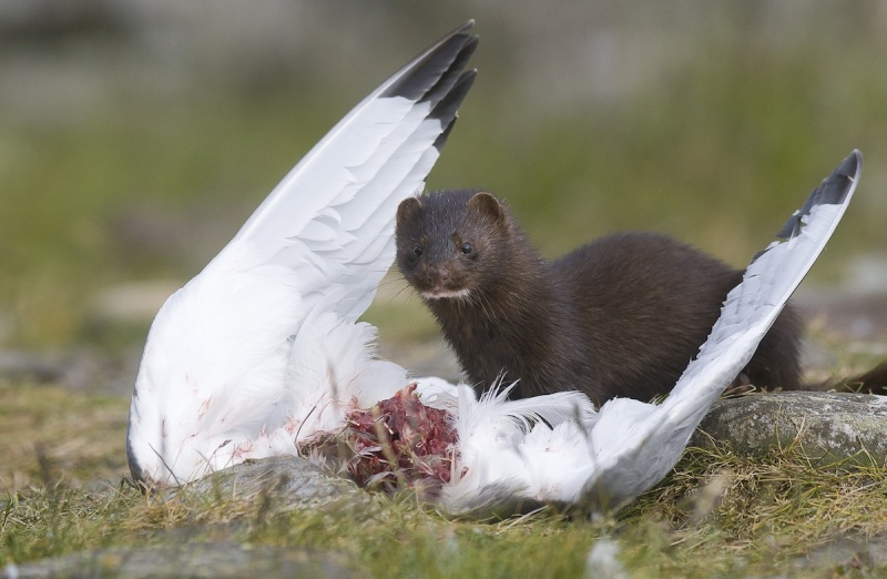 IL VISONE EUROPEO [MUSTELA LUTREOLA]