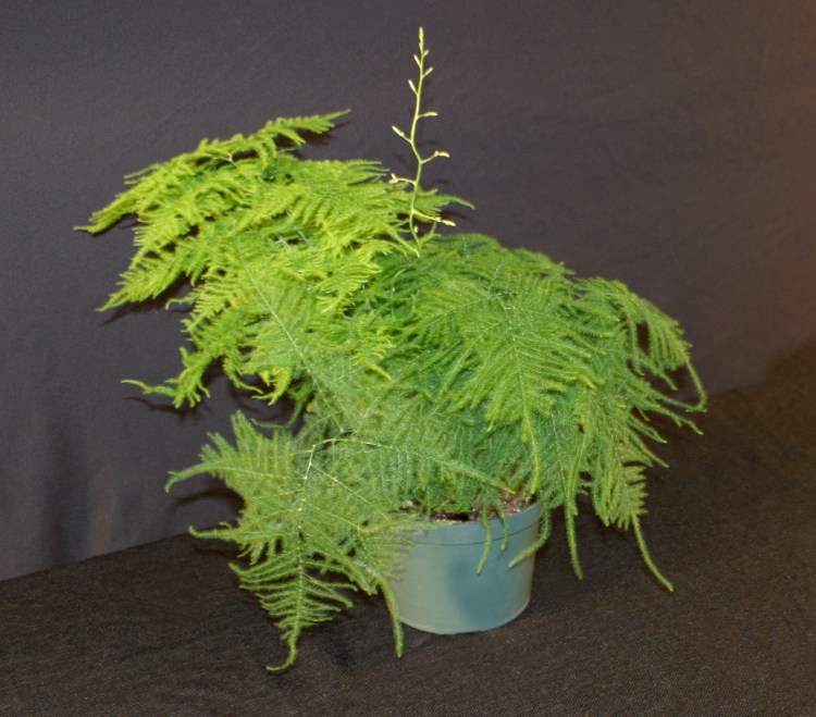ASPARAGUS SETACEUS - ASPARAGINA / LACE FERN, 10 SEMI SELEZIONATI