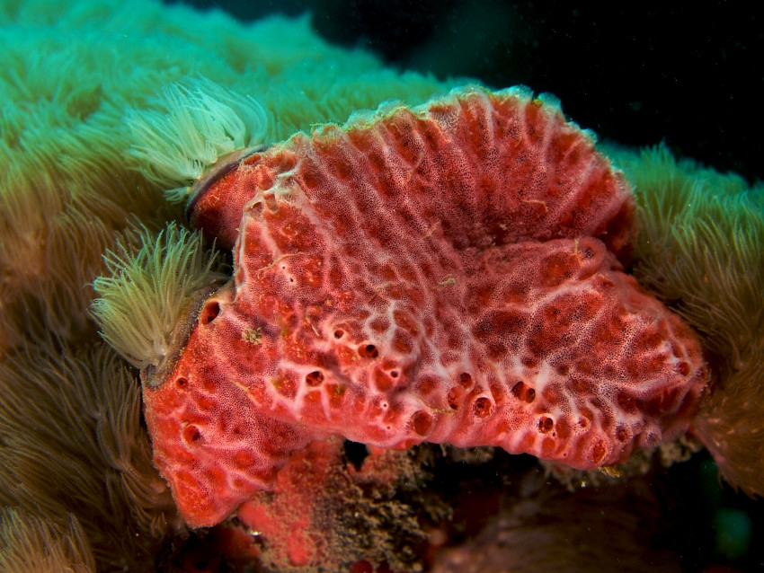 I PORIFERI O SPUGNE DI MARE, FOTO, VIDEO, INFO E CURIOSITÀ