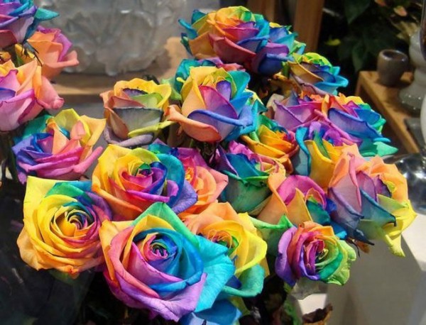 Rose e fiori vari con petali multicolore spettacolari (foto) Rose e fiori