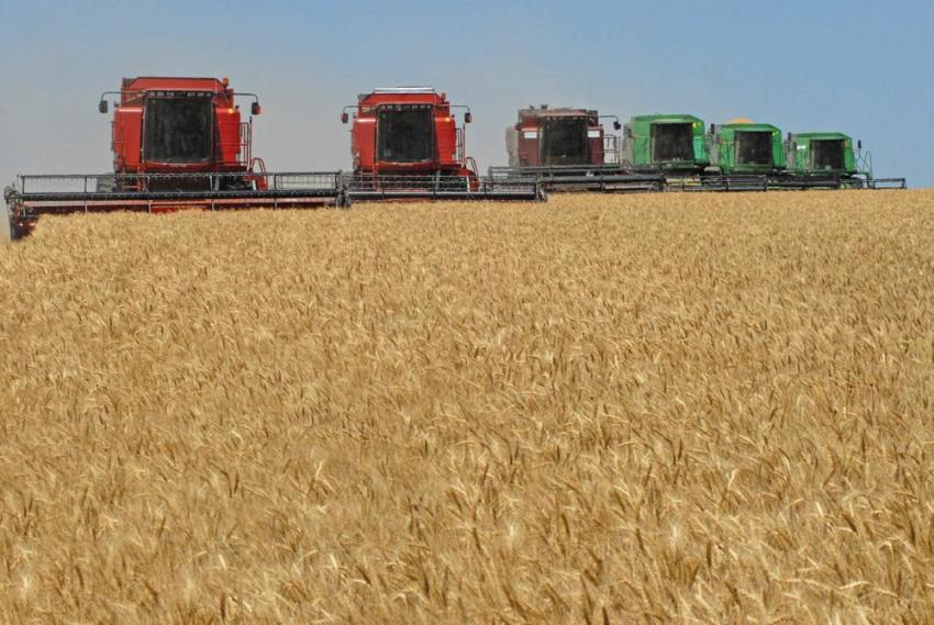 Andiamo A Mietere Il Grano Anno