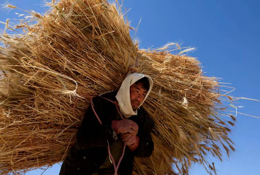 Andiamo A Mietere Il Grano Anno