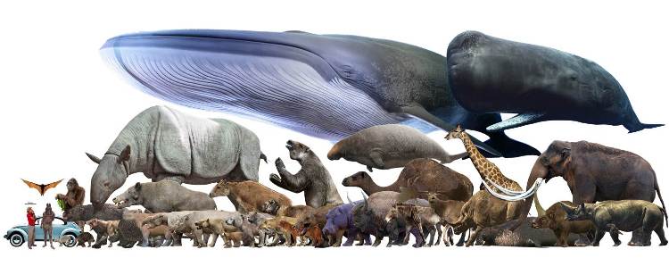 LA BALENOTTERA AZZURRA O BLUE WHALE IL MAMMIFERO PI GRANDE DEL MONDO