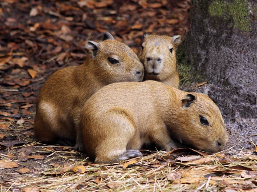 IL CAPIBARA, IL RODITORE PIÙ GRANDE