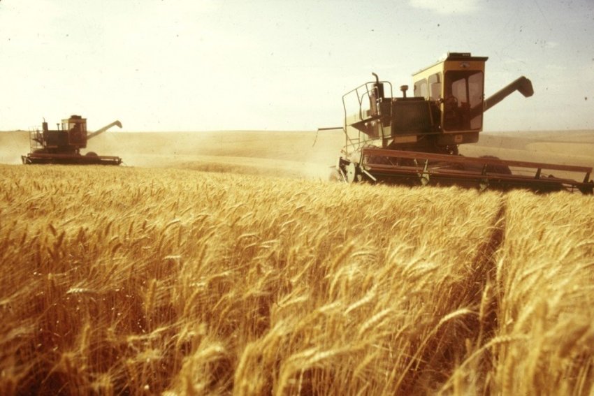 Andiamo A Mietere Il Grano Anno