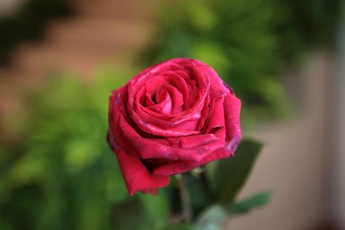 La Rosa Più Bella Del Mondo 2019
