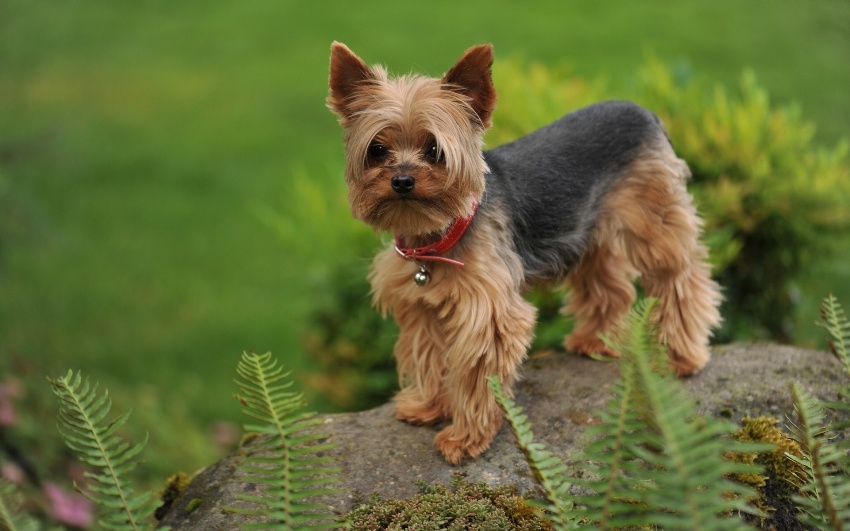 IL CANE YORKSHIRE TERRIER, TAGLIA PICCOLA CARATTERISTICHE E QUALITÁ (FOTO)