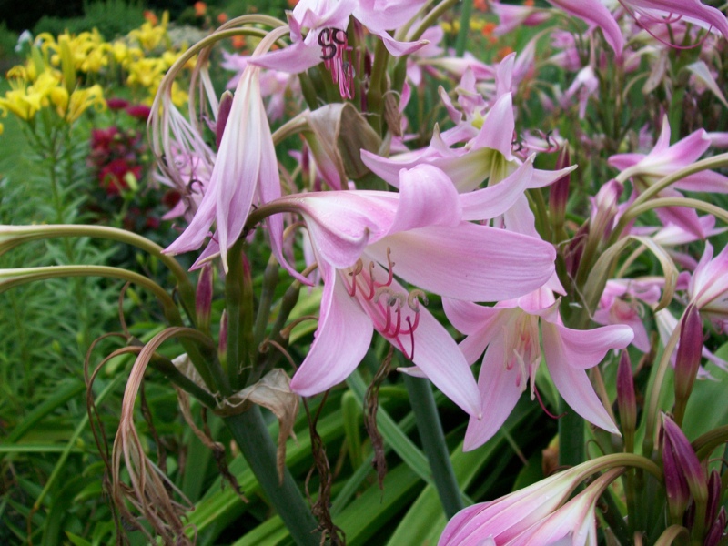 IL CRINUM POWELLII, QUESTO FIORE SCONOSCIUTO [COLTIVAZIONE E CURA]