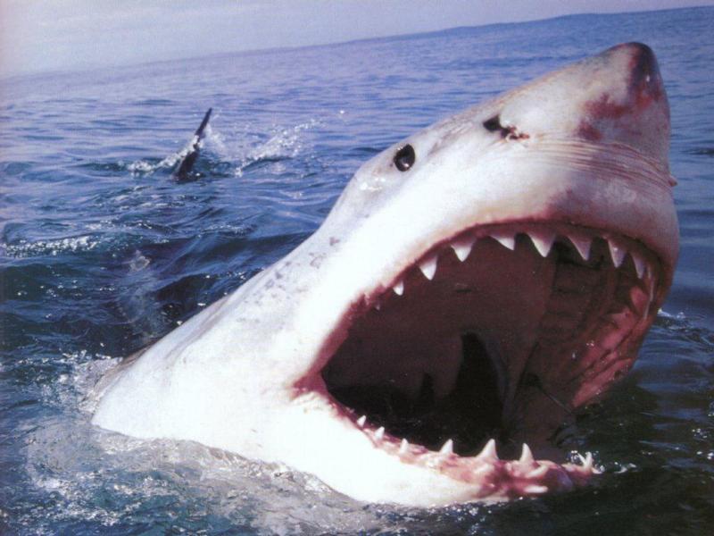 Carcharodon carcharias Il grande squalo bianco, foto video e curiosità