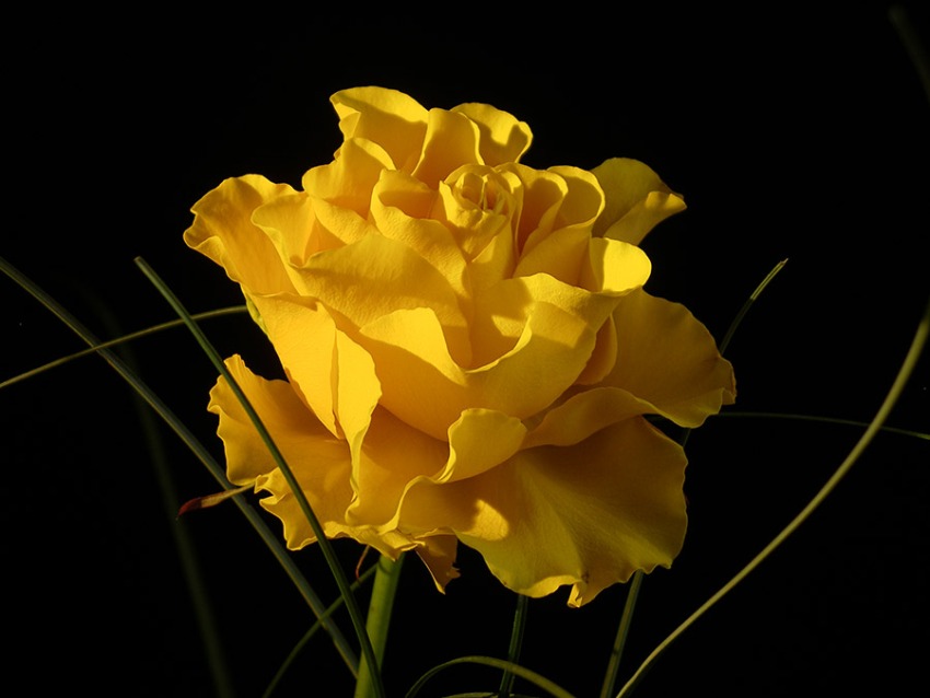 La Rosa Che Non Muore Mai Significato