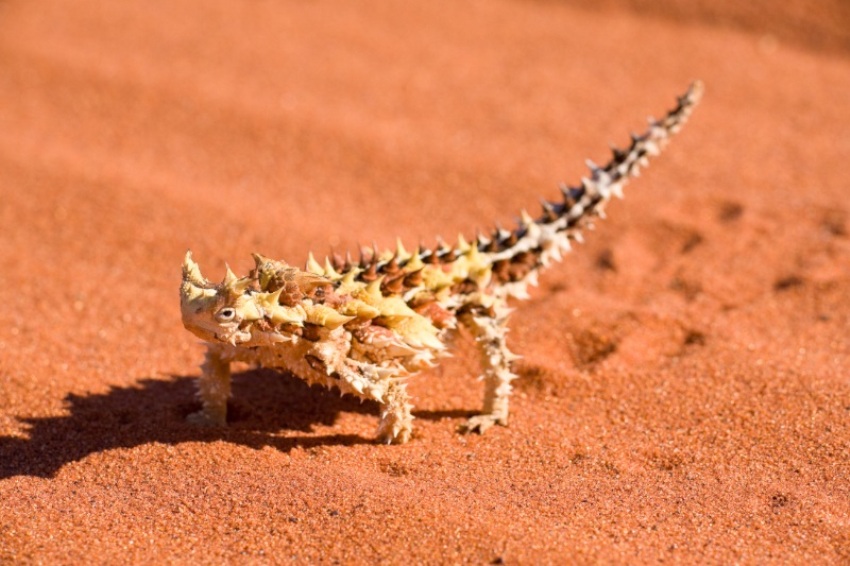 Piccolo Rettile Detto Anche Diavolo Spinoso