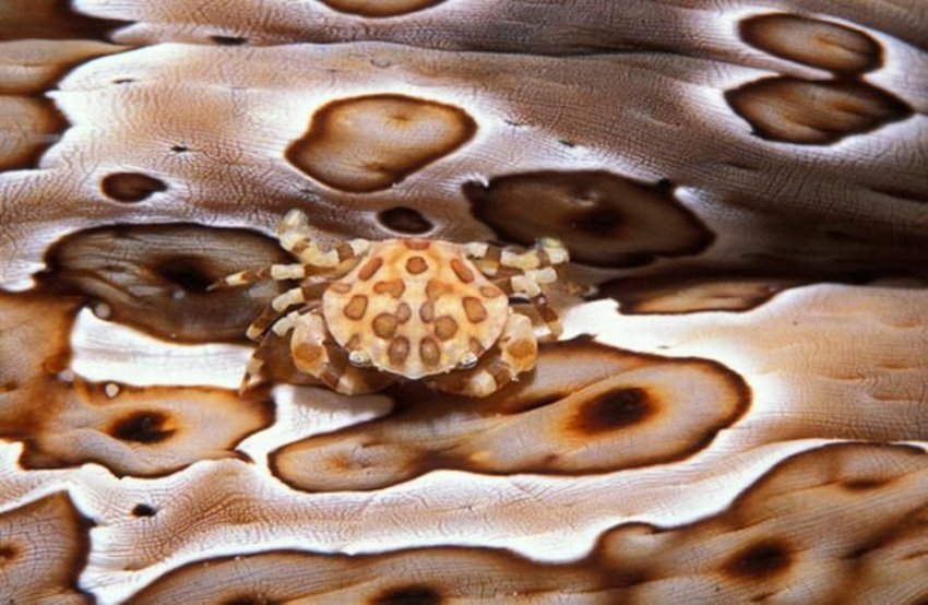 IL MIMETISMO NEL MONDO ANIMALE [FOTO]