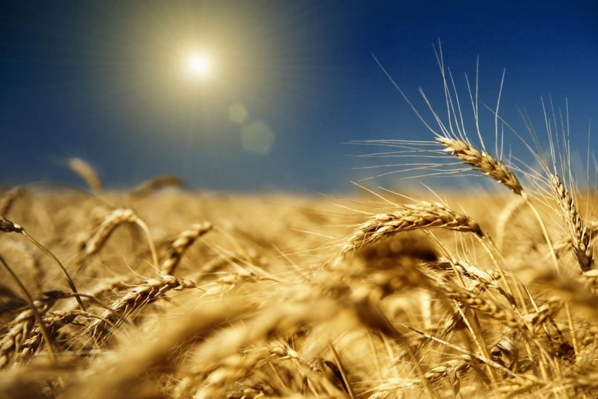 Andiamo A Mietere Il Grano Anno