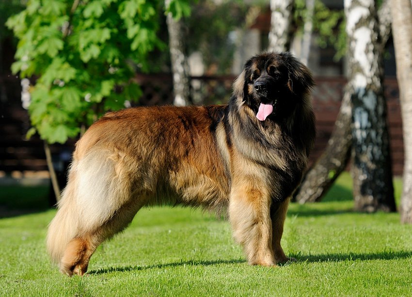 IL LEONBERGER, CANE DI TAGLIA GRANDE CARATTERISTICHE E QUALITÁ (FOTO) IL LEONBERGER, CANE DI TAGLIA GRANDE CARATTERISTICHE E QUALITÁ (FOTO)
