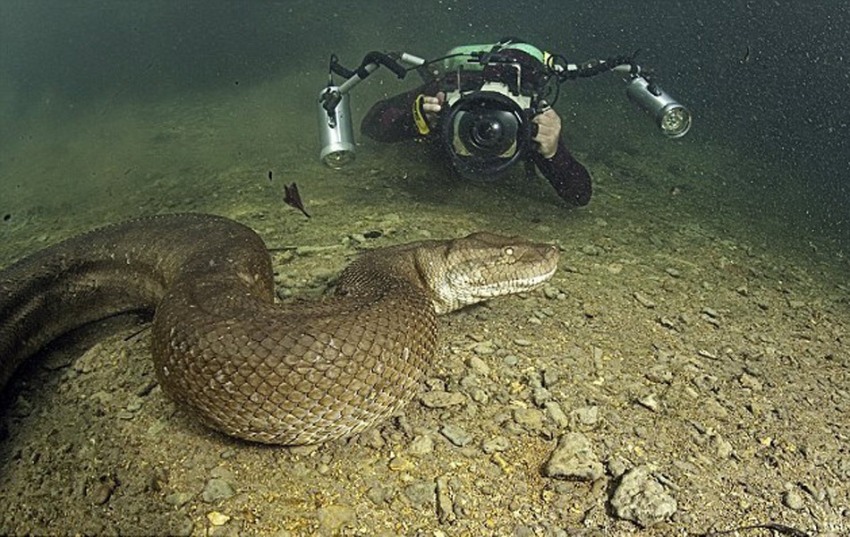 Eunectes murinus L'anaconda gigante verde, il serpente più grande del mondo curiosità foto vide Eunectes murinus L'anaconda gigante verde, il serpente più grande del mondo curiosità foto vide