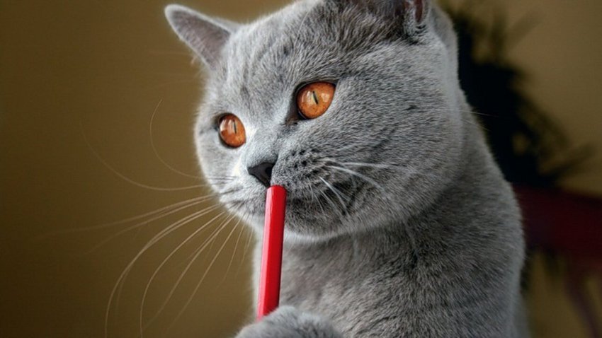Il Gatto Certosino Caratteristiche E Qualità Foto