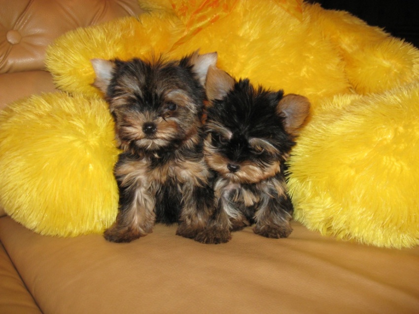 IL CANE YORKSHIRE TERRIER, TAGLIA PICCOLA CARATTERISTICHE E QUALITÁ (FOTO)