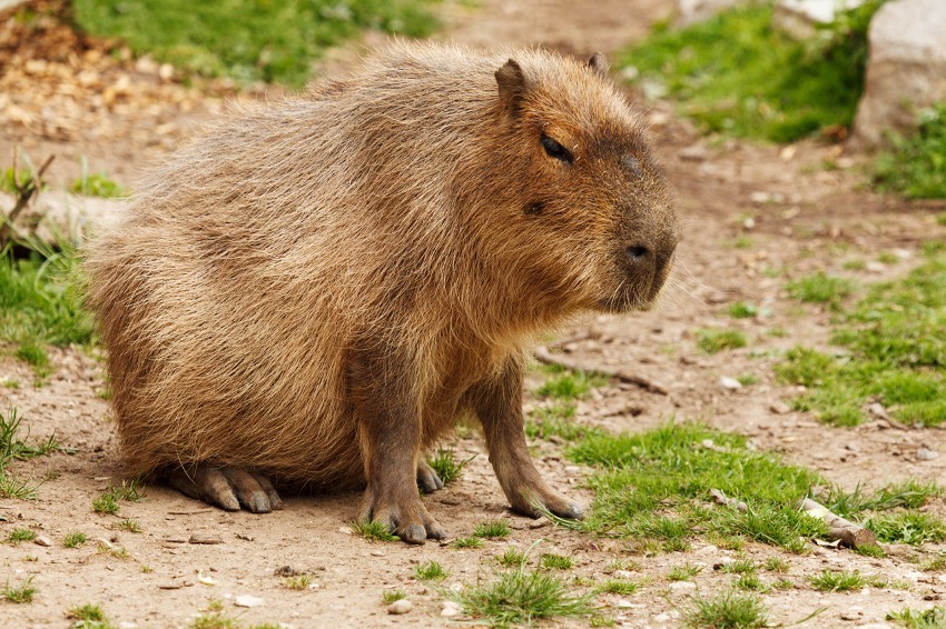 IL CAPIBARA, IL RODITORE PIÙ GRANDE