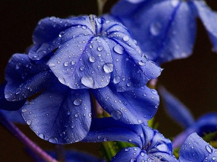 Il significato del colore blu e turchese nei fiori Il significato del colore blu e turchese nei fiori