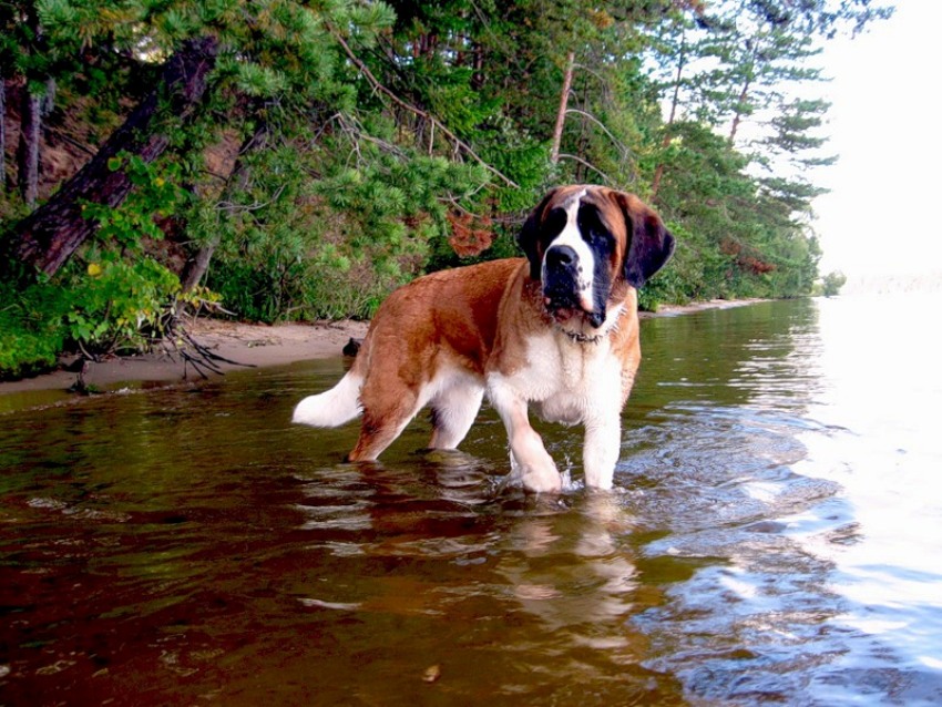 IL CANE SAN BERNARDO, CANE DI
