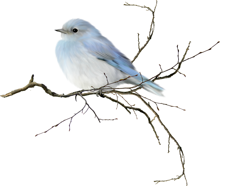 UCCELLI IN PNG PER LA TUA GRAFICA [VASTA RACCOLTA DI MATERIALE PER PSP