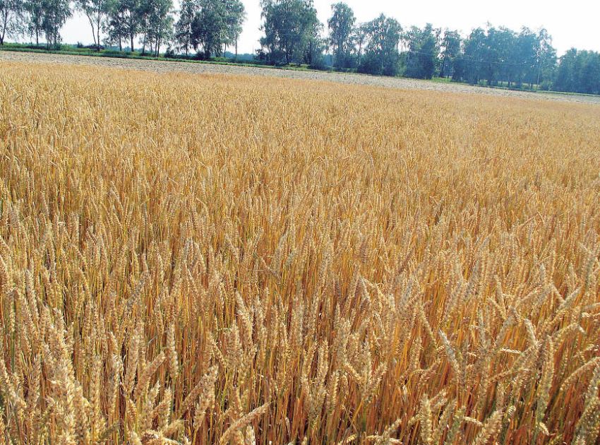 Andiamo A Mietere Il Grano Anno