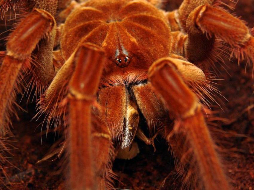 LA TARANTOLA GOLIA, IL RAGNO PIÙ GRANDE DEL MONDO [FOTO]