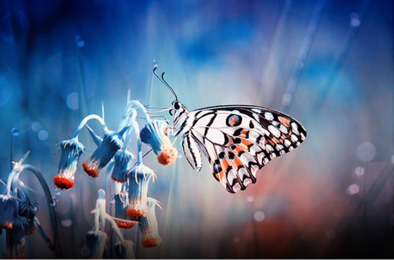 LE FARFALLE - L' ORDINE DEI LEPIDOTTERI [CURIOSITÀ FOTO E VIDEO] - page 2