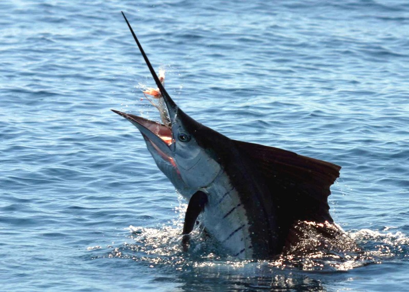 Simile Al Pesce Spada Viene Chiamato Pesce Vela