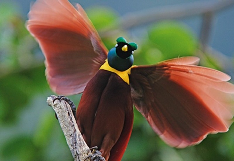 gli-uccelli-del-paradiso-scheda-immagini-bellissime-foto-e-video