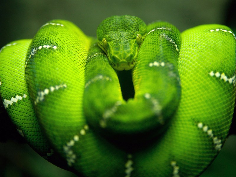 Eunectes murinus L'anaconda gigante verde, il serpente più grande del mondo curiosità foto vide Eunectes murinus L'anaconda gigante verde, il serpente più grande del mondo curiosità foto vide