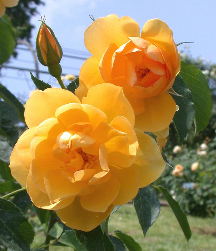 La Rosa Che Non Muore Mai Significato