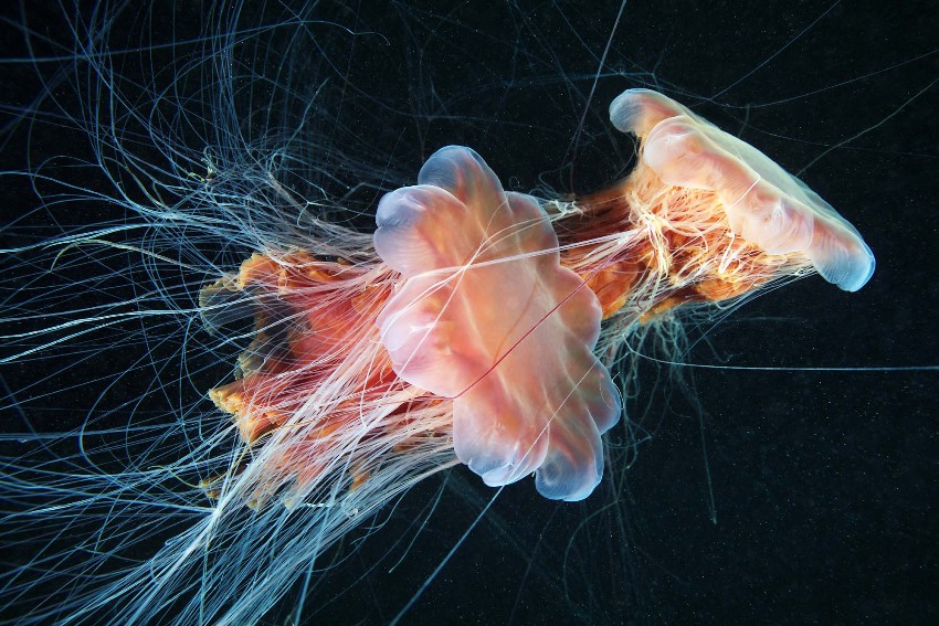 LA MEDUSA CRINIERA DI LEONE CYANEA CAPILLATA 