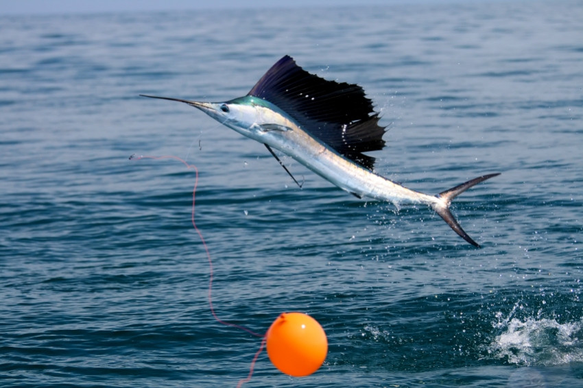 Simile Al Pesce Spada Viene Chiamato Pesce Vela