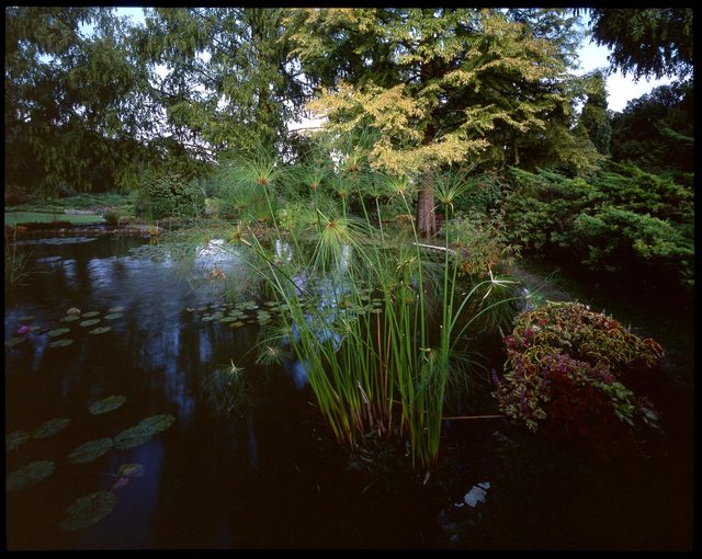 Il papiro la pianta rivierasca più