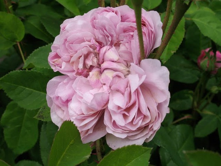La Rosa Più Bella Del Mondo 2019