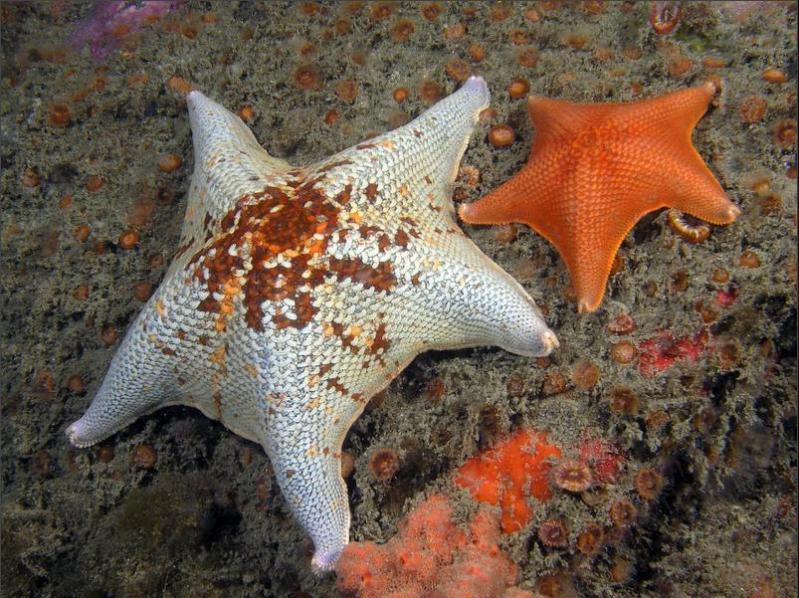 LA STELLA MARINA (ASTEROIDEA) [FOTO,CURIOSITÀ E VIDEO]