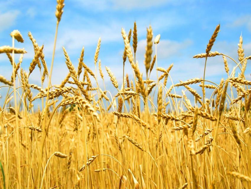 Andiamo A Mietere Il Grano Anno