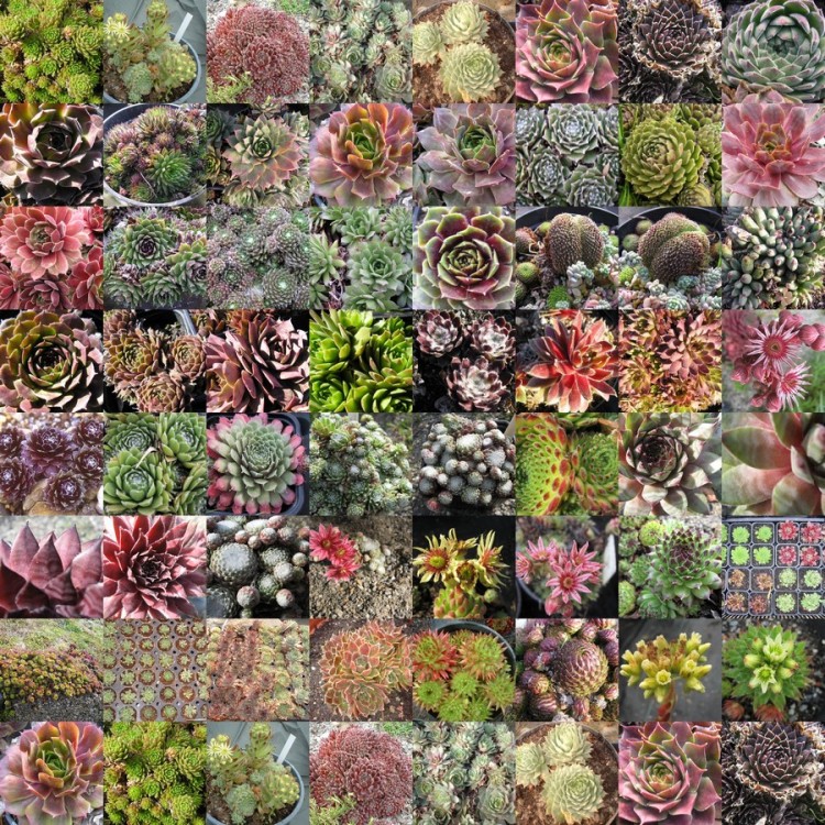 I sempervivum, le piante adatte per i giardini rocciosi Piante perenni per giardino roccioso