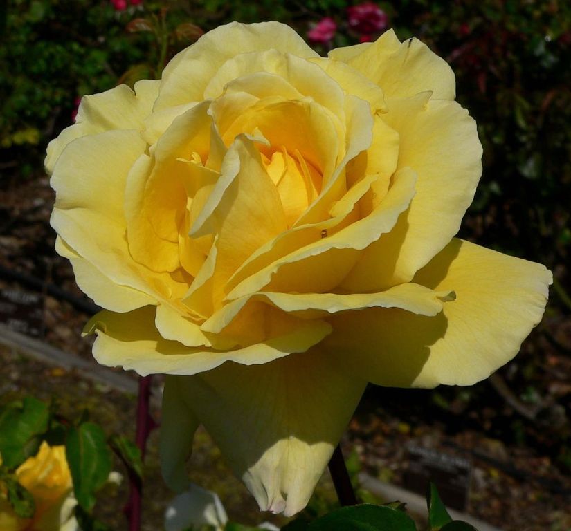 La Rosa Che Non Muore Mai Significato