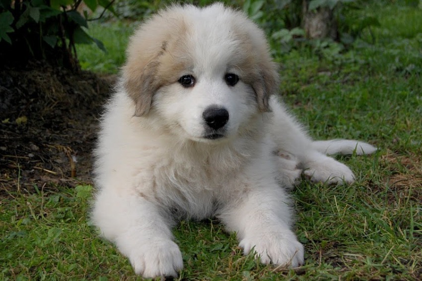 IL PASTORE DEI PIRENEI, TAGLIA GRANDE CARATTERISTICHE E QUALITÁ (FOTO)