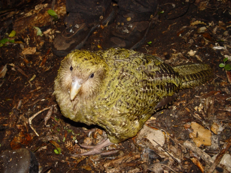 IL KAKAPO, UNO DEGLI ANIMALI PIU' RARI AL MONDO