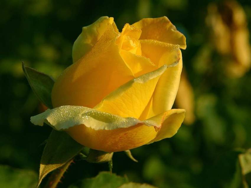 La Rosa Che Non Muore Mai Significato