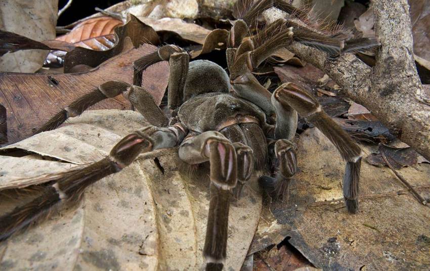 LA TARANTOLA GOLIA, IL RAGNO PIÙ GRANDE DEL MONDO [FOTO]
