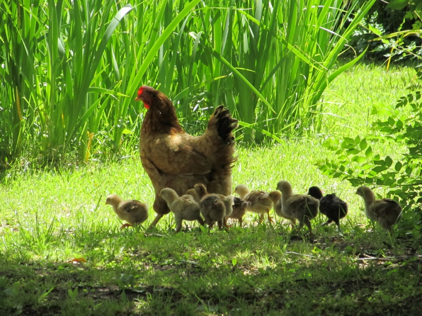 come cavalcare un grosso gallo nero