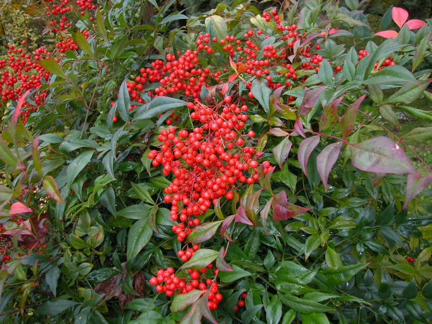 ARBUSTI LA NANDINA DOMESTICA [CONSIGLI UTILI, COLTIVAZIONE E CURA]