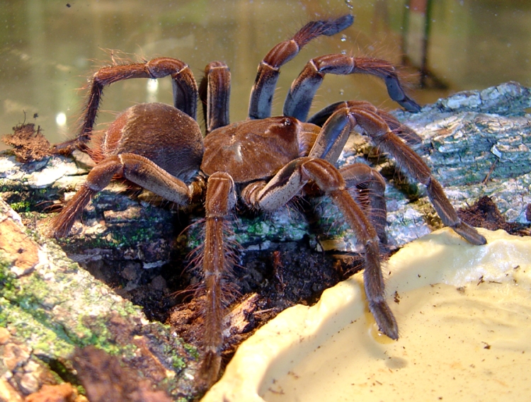 LA TARANTOLA GOLIA, IL RAGNO PIÙ GRANDE DEL MONDO [FOTO]
