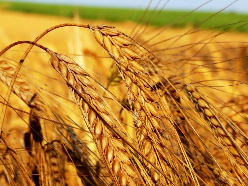 Andiamo A Mietere Il Grano Anno
