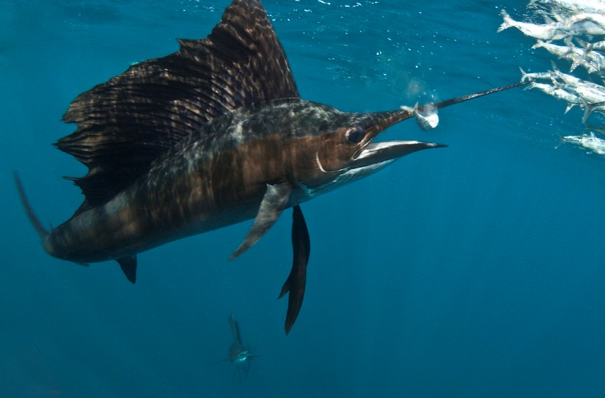 Simile Al Pesce Spada Viene Chiamato Pesce Vela