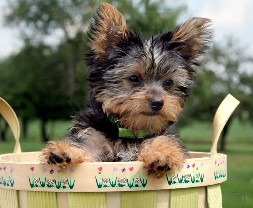 IL CANE YORKSHIRE TERRIER, TAGLIA PICCOLA CARATTERISTICHE E QUALITÁ (FOTO)